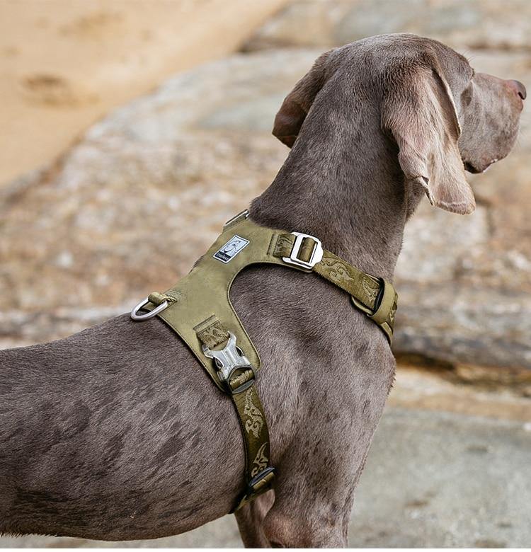 Buy Adjustable Dog Harness Light Weight Various Sizes Online Australia at BargainTown